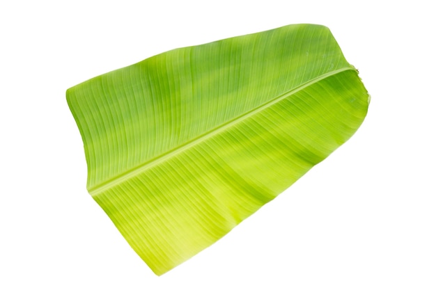 Banana leaf on white background.