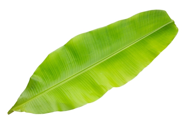 Banana leaf on white background