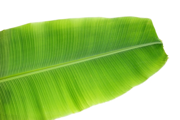 Banana leaf on white background