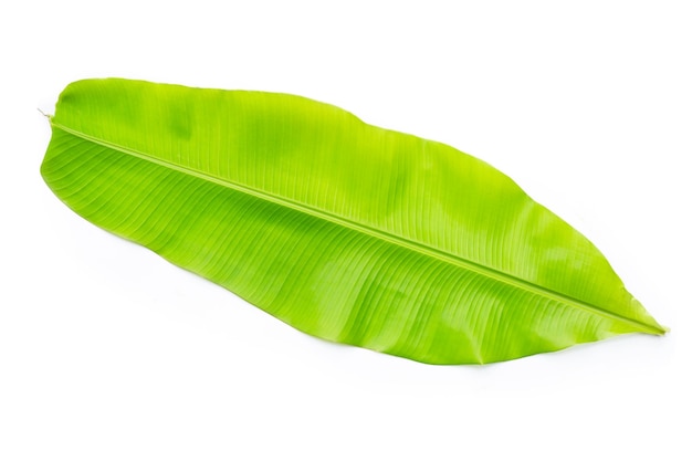 Banana leaf on white background