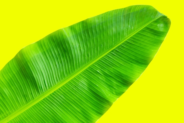 Banana leaf on yellow background