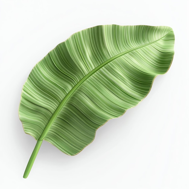 Banana Leaf