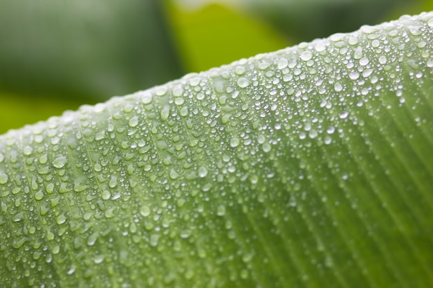 Banana leaf