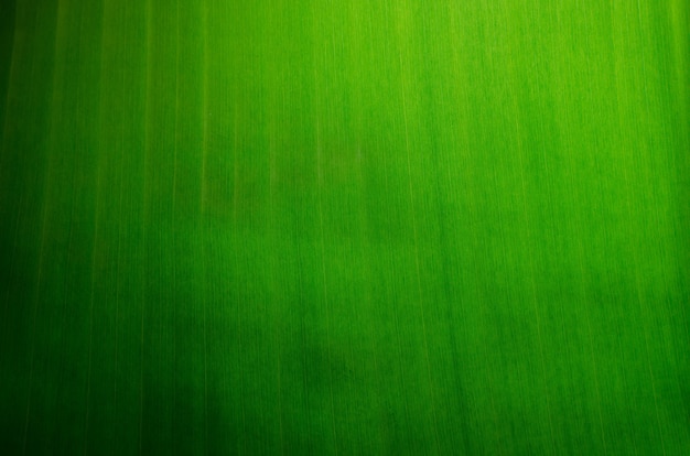 Banana leave texture background