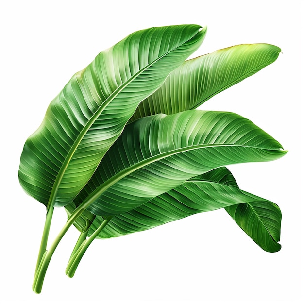 banana leaves botanical elements isolated on white background