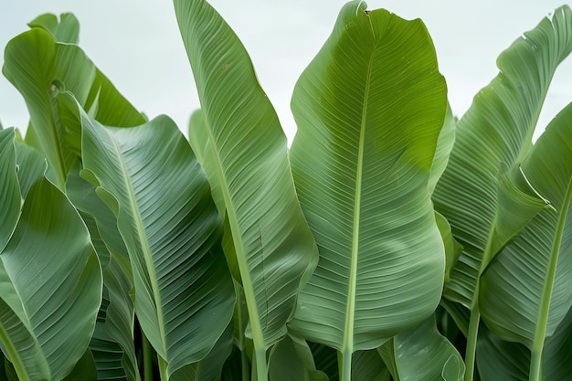 Banana leaves in the garden closeup of nature background