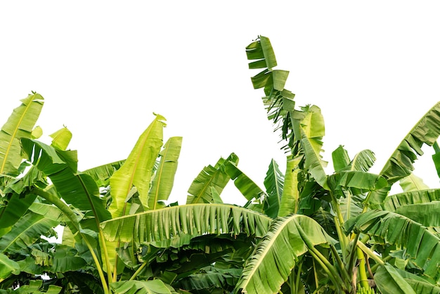 Banana leaves on isolated white background.