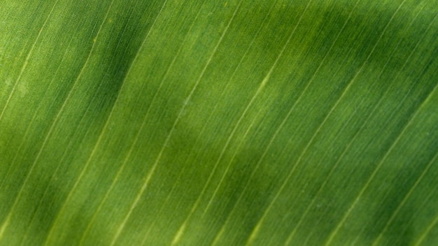 Banana leaves texture for background