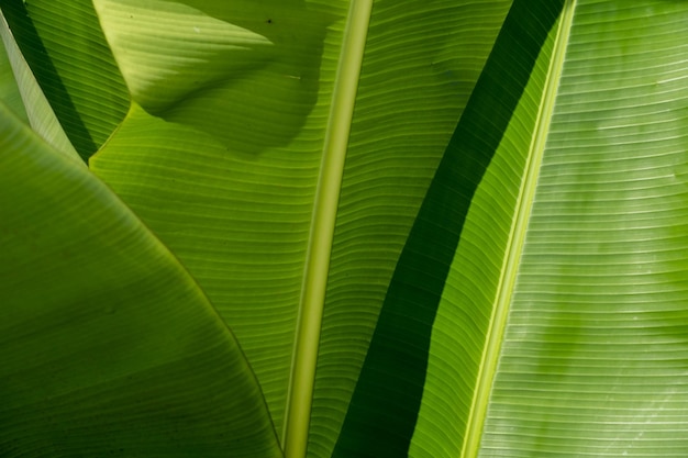 Banana leaves used as a background