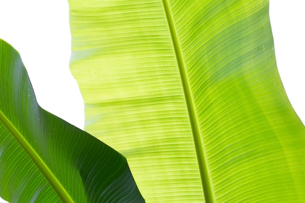 Banana leaves on white background, Wet green leaf