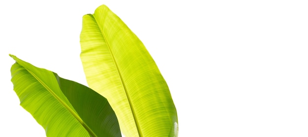 Banana leaves on white background.