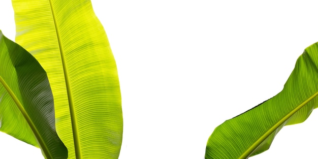 Banana leaves on white background.