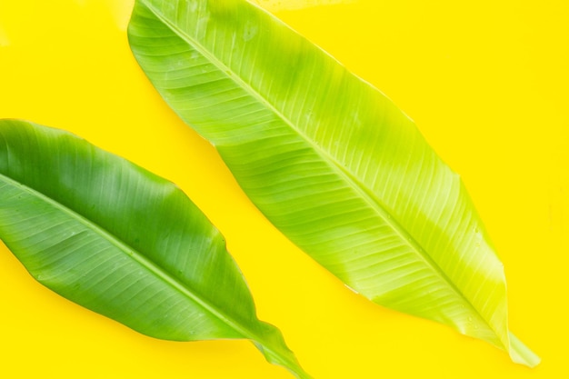 Banana leaves on yellow background