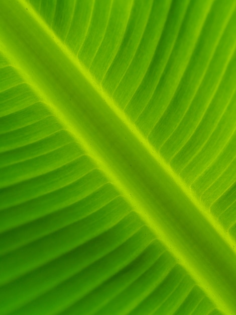 Banana leaves