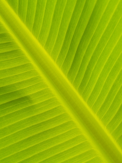 Banana leaves