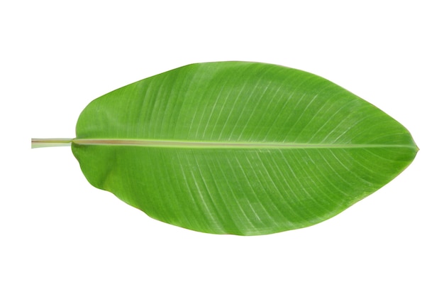 Banana leaves