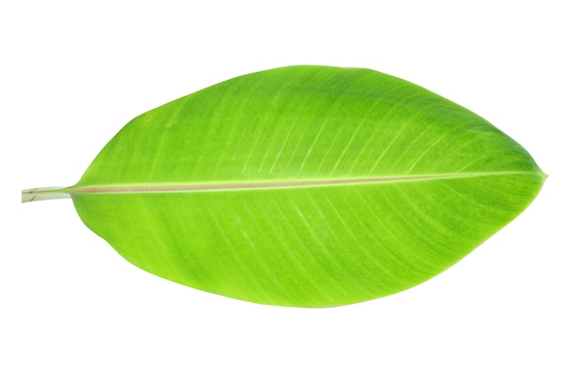 Banana leaves