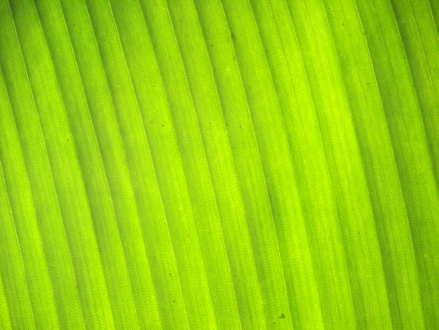 Banana leaves