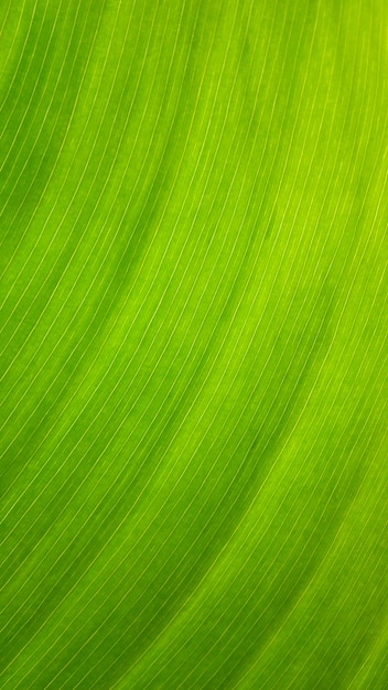 Banana leaves