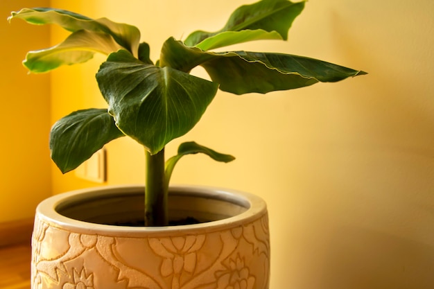 Banana Musa plant in pot Exotic plant at home Closeup