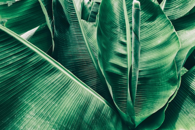 Banana palm leaf, green nature background