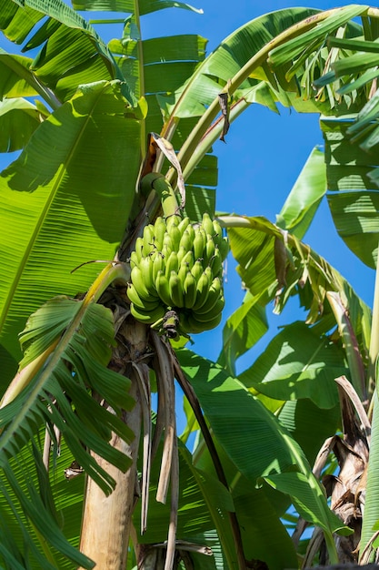 Banana palm tree with bunch of green bananas growing in the grounds of Zanzibar Island Tanzania Africa close up