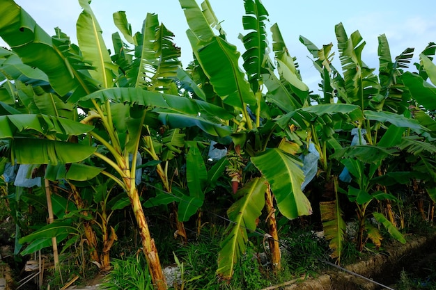 banana plantation. Lady Finger banana is a diploid cultivar of Musa acuminata. thin, small, sweet.