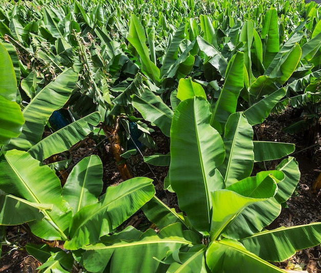 Banana plantation