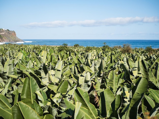 Banana platation in La Gomera