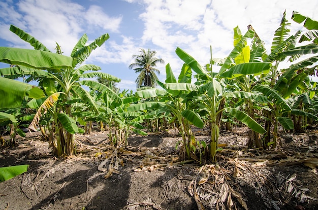 Banana tree in banana farm in summer time