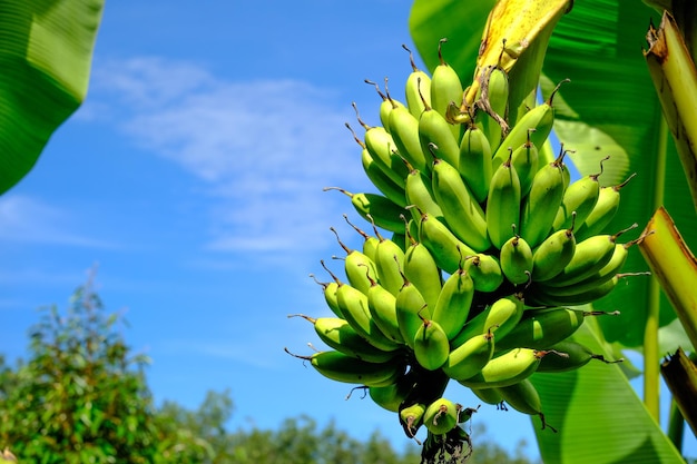 The banana tree bears fruit in the garden