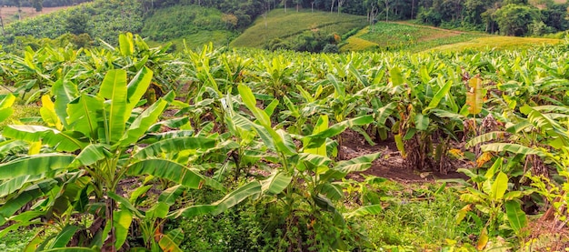 Banana tree and beautiful mountain