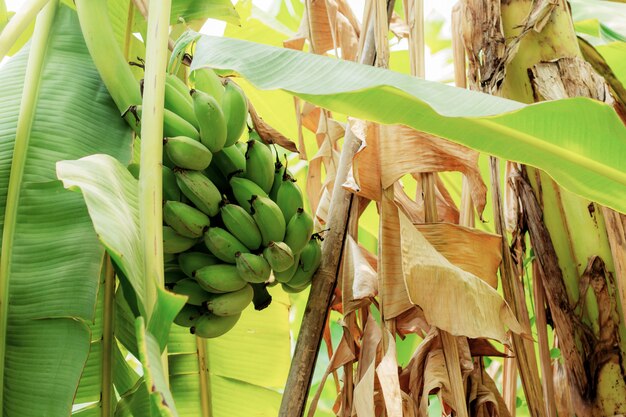 Banana on tree and dries leaves.