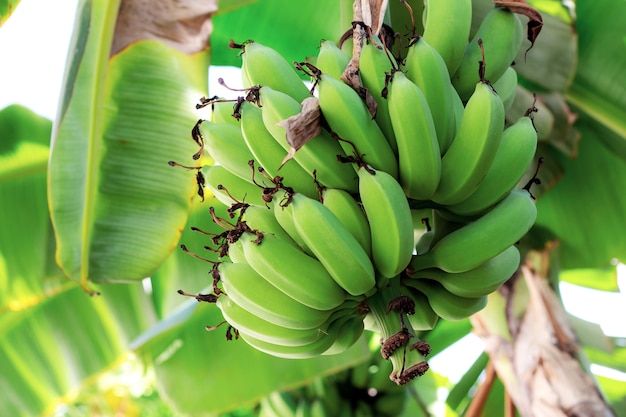 Banana on tree in a farm.