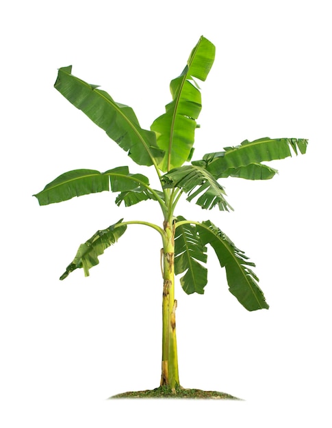 Banana tree isolated on white background with clipping paths for garden design