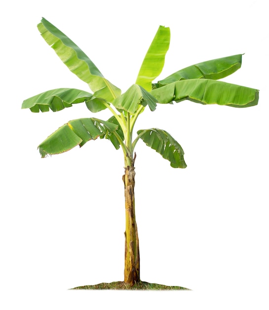 Banana tree isolated on white background