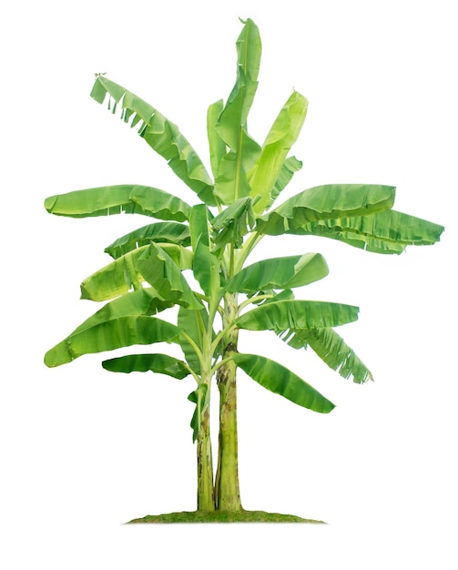 Banana tree isolated on white background