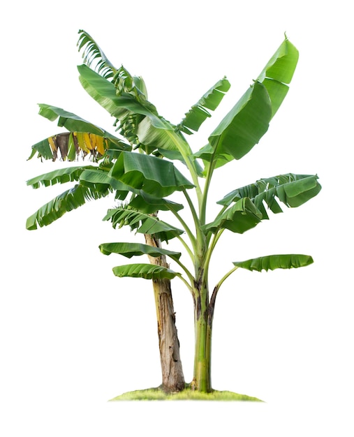 Banana tree isolated on white background