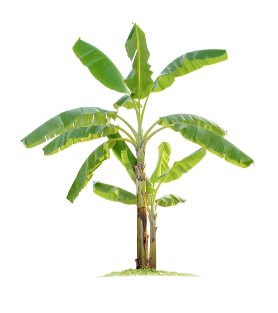 Banana tree isolated on white background