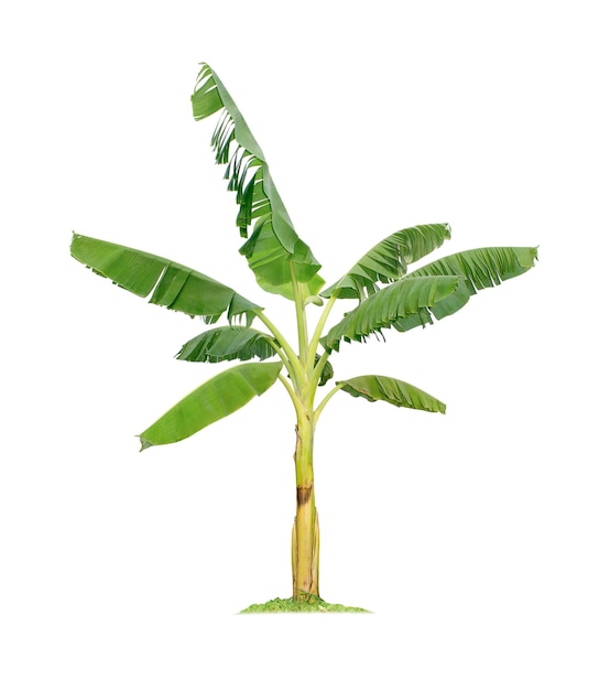 Banana tree isolated on white background