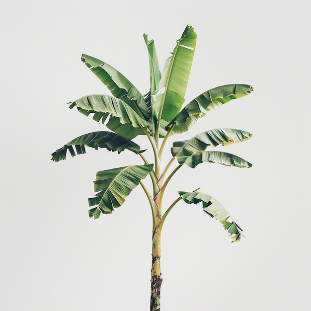 Photo banana tree isolated