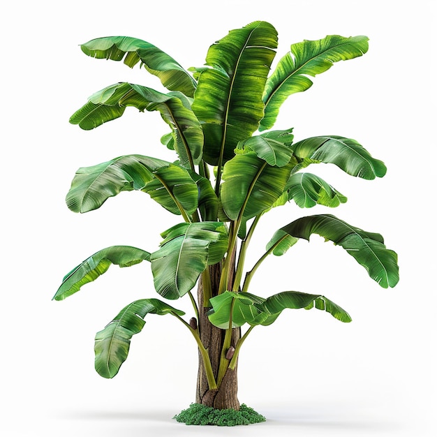 banana tree isolated