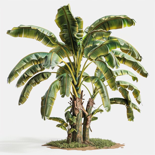 Photo banana tree isolated