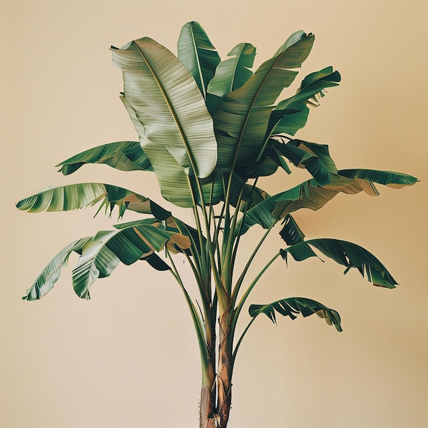 banana tree isolated