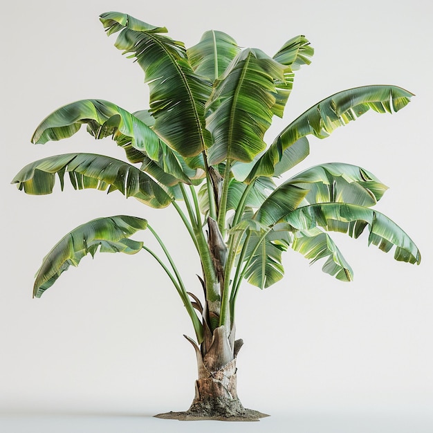 banana tree isolated