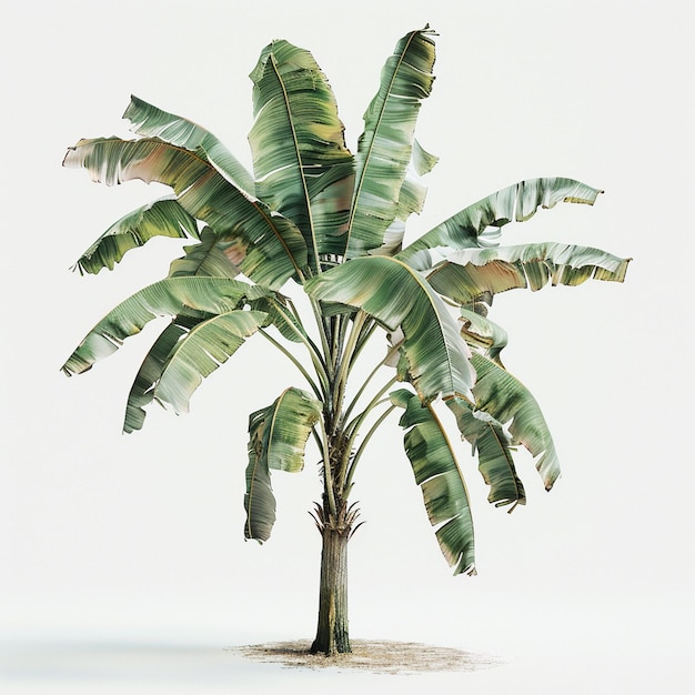 banana tree isolated