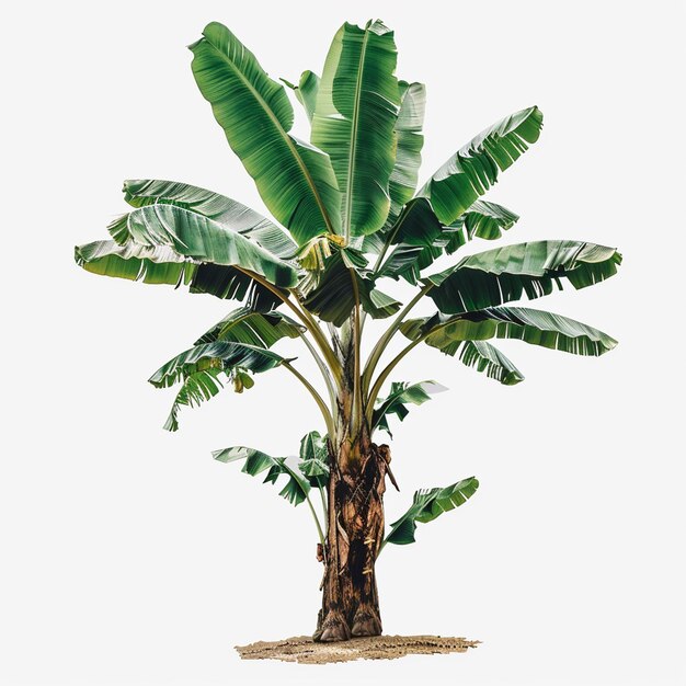 banana tree isolated