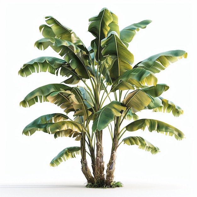 banana tree isolated