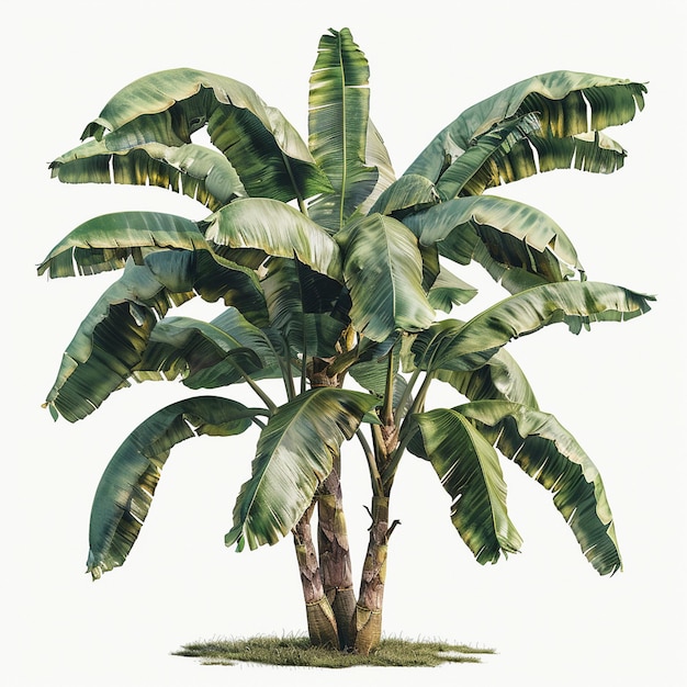 banana tree isolated