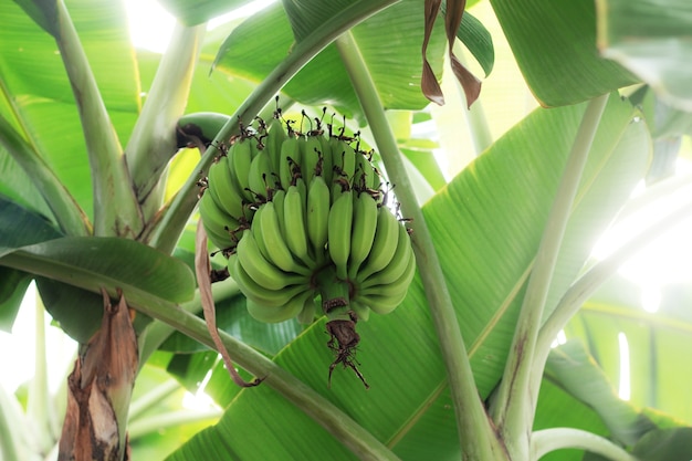 Banana on tree at sky.